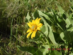 Balsamorhiza