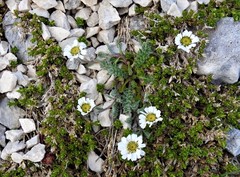 Achillea barrelieri