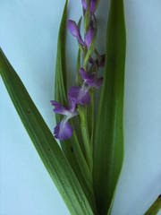 Anacamptis palustris elegans