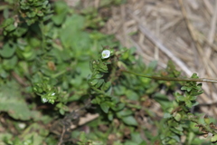 Veronica serpyllifolia serpyllifolia