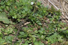 Veronica serpyllifolia serpyllifolia