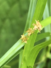 Stellulatae