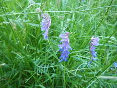Vicia cracca