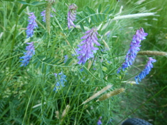 Vicia cracca