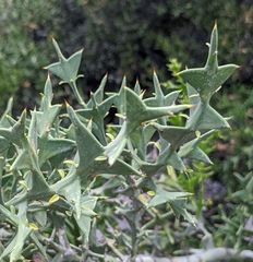 Colletia