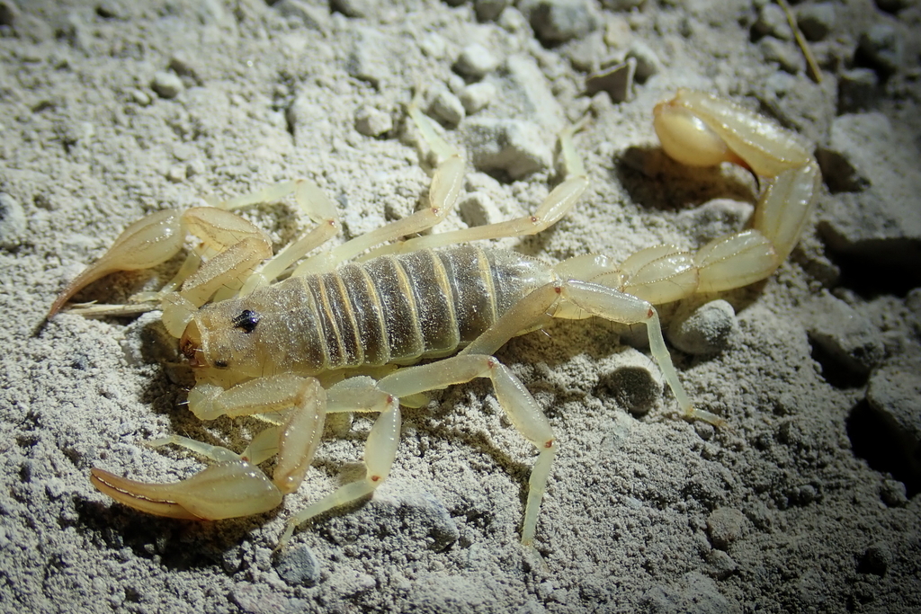 Paruroctonus variabilis