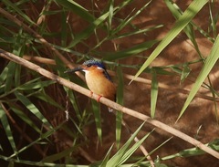 Corythornis vintsioides