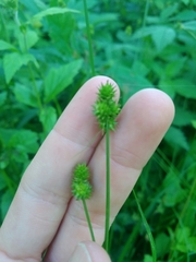 Carex cephalophora