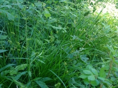 Carex cephalophora