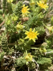 Ivesia shockleyi