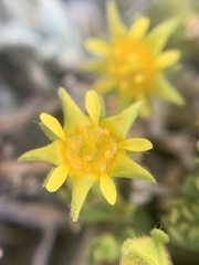 Ivesia shockleyi