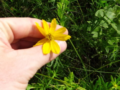 Coreopsis palmata