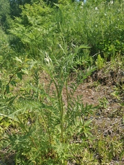 Tanacetum vulgare boreale