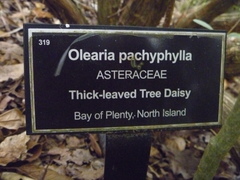 Olearia pachyphylla