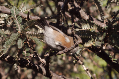 Zosterops borbonicus