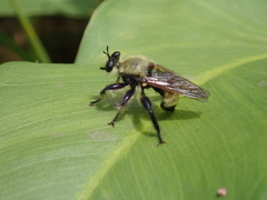 Laphria posticata