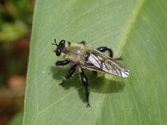 Laphria posticata