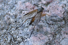 Rhagio conspicuus