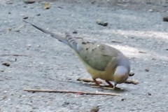 Zenaida macroura carolinensis