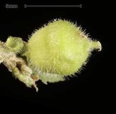 Celticecis celtiphyllia