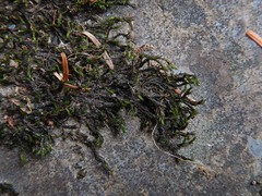 Schistidium rivulare