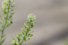 Lepidium virginicum virginicum