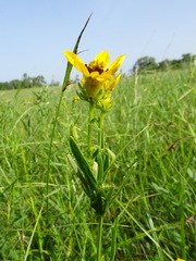 Coreopsis palmata
