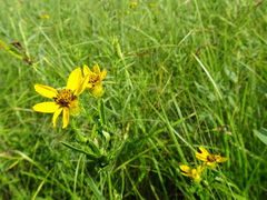 Coreopsis palmata