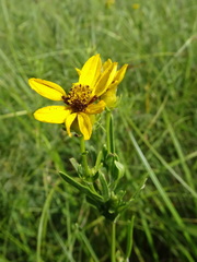 Coreopsis palmata
