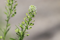 Lepidium virginicum virginicum