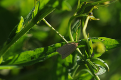 Aphelia
