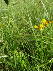 Coreopsis palmata