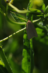 Aphelia