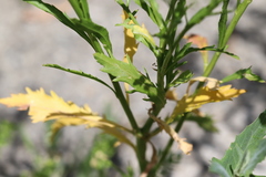 Lepidium virginicum virginicum