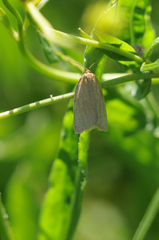 Aphelia