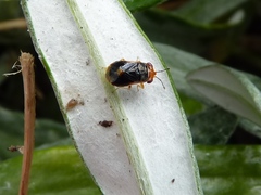 Geocoris ruficeps