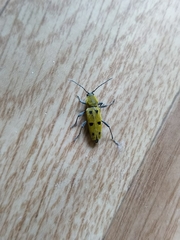 Chlorophorus glabromaculatus