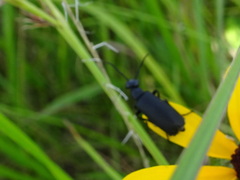 Epicauta atrata