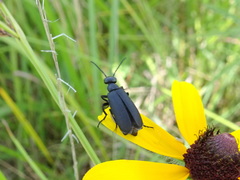 Epicauta atrata