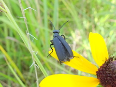 Epicauta atrata