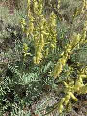 Astragalus collinus