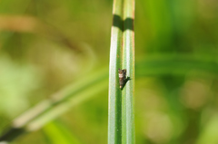 Grapholita compositella
