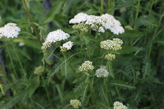 Achillea millefolium