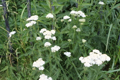 Achillea millefolium