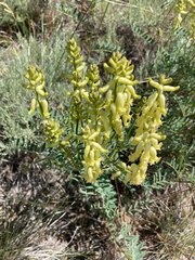 Astragalus collinus