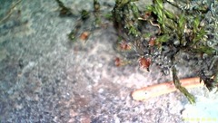 Schistidium rivulare