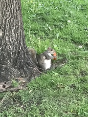 Sciurus carolinensis