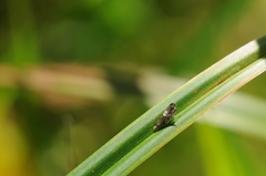 Grapholita compositella