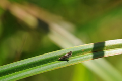 Grapholita compositella