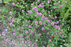 Trifolium pratense